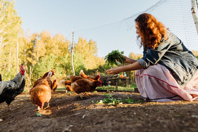 Rural scene, female farmer distributing fresh greens to chickens, organic feed
