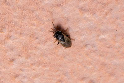 High angle view of bee on wall