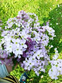 Close-up of purple flowers