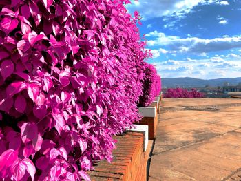 Pink flowering plant against purple sky