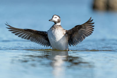 Bird flying over lake