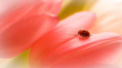 Close-up of insect on flower