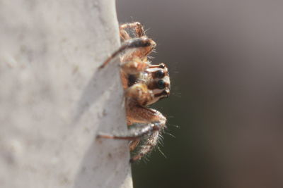 Close-up of insect