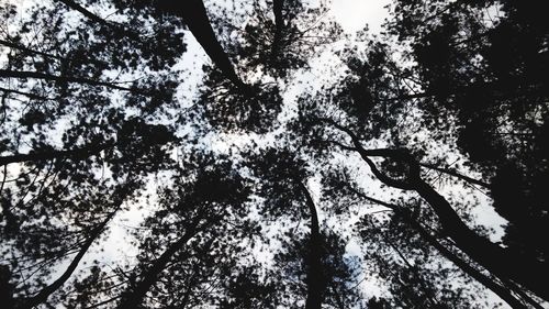 Low angle view of a cat