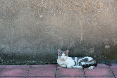 Cat resting on footpath against wall