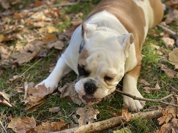 High angle view of bulldog chewing on a stick