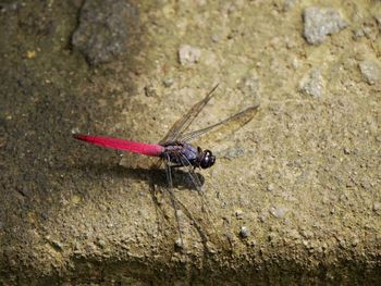 Close-up of insect