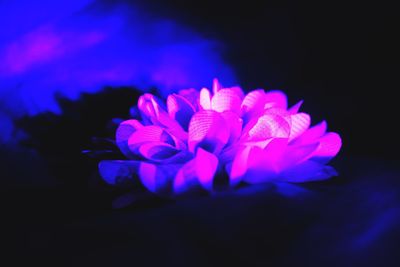 Close-up of blue flower blooming against black background