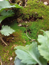 High angle view of leaves