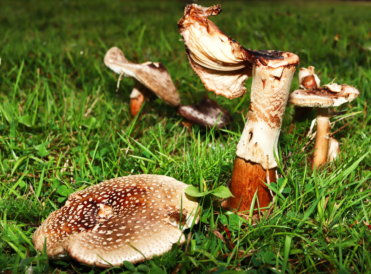 grass, plant, mushroom, fungus, nature, field, food, land, no people, day, vegetable, growth, green, outdoors, food and drink, close-up, toadstool, focus on foreground, edible mushroom