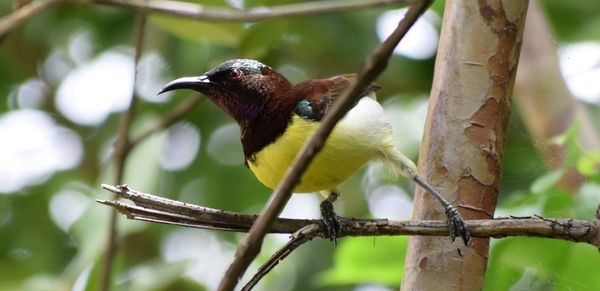 Close-up of bird perching on tree