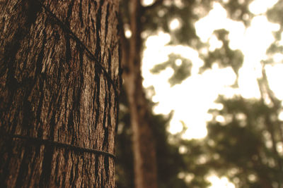 Close-up of tree trunk