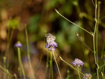 Close-up of butterfly pollinating on purple flower