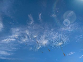 Low angle view of dandelion on blue sky