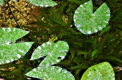 High angle view of raindrops on leaves