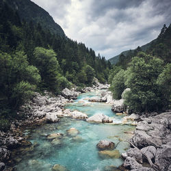 Scenic view of river amidst trees in forest against sky