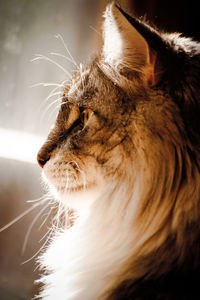 Close-up of a cat looking away