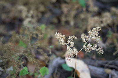 Close-up of flowering plant on snow covered land