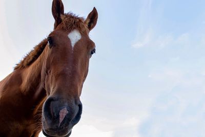 Close-up of a horse