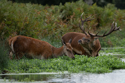 Deer in a lake