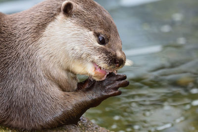 Close-up of an animal