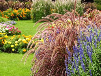 Colorful flowers blooming in park