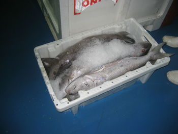 High angle view of fish for sale