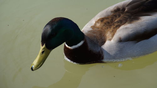 High angle view of swan swimming in lake