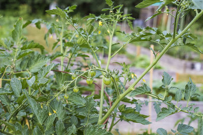 Close-up of fresh plants in field