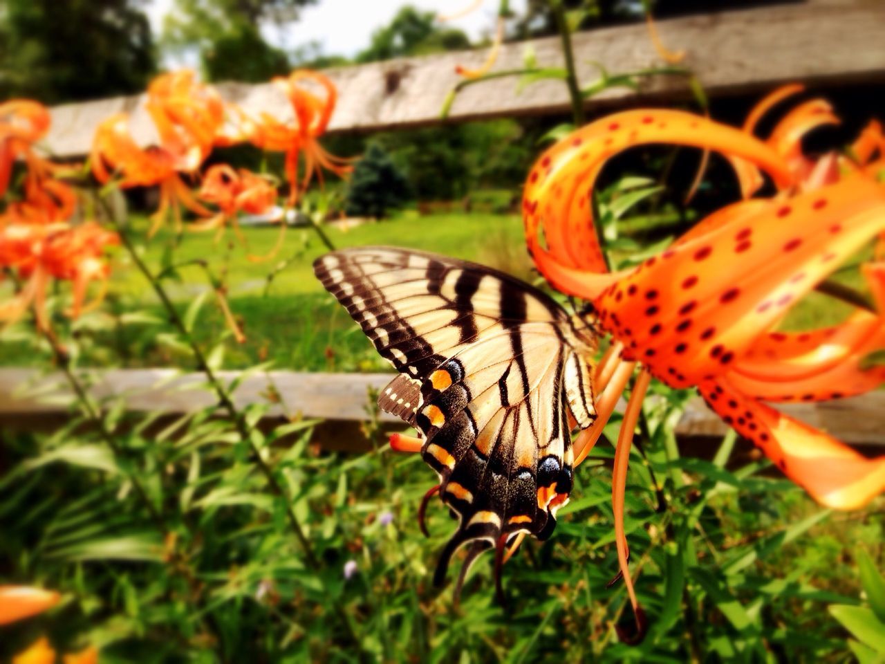 insect, animal themes, animals in the wild, focus on foreground, one animal, close-up, wildlife, butterfly - insect, plant, flower, orange color, nature, beauty in nature, selective focus, animal markings, freshness, growth, outdoors, butterfly, day