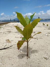 Close-up of leaf on beach against sky