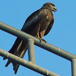 Low angle view of birds against clear blue sky