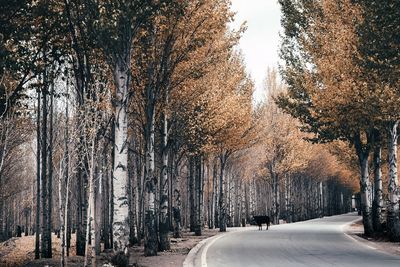 Trees in forest during autumn