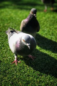 Close-up of pigeon on field