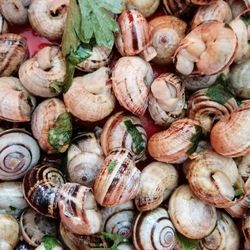 Full frame shot of shells