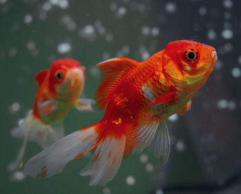 Close-up of fish in aquarium