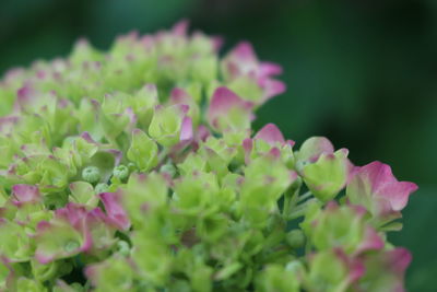 Close-up of pink flowering plant