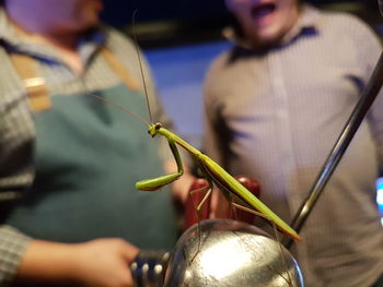 Close-up of praying mantis on metal