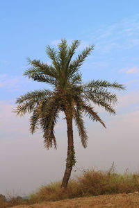 Low angle view of coconut palm trees on field against sky