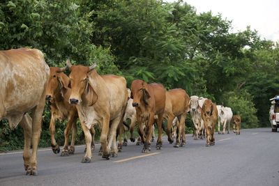 Herds of cattle walk horizontally across country roads.