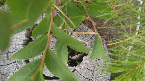 Close-up of lizard on leaves