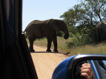 Close-up of elephant in car