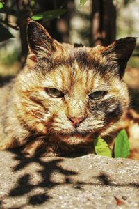 Close-up of cat