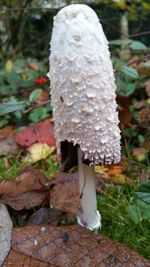 Close-up of mushroom