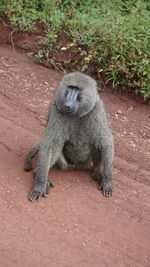High angle view of leopard sitting on field