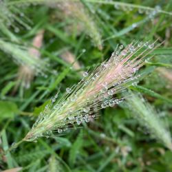 Close-up of insect on grass