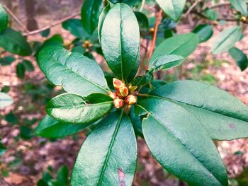 High angle view of green leaves on plant