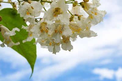Close-up of white flowering plant against sky