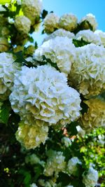 Close-up of white flowering plant