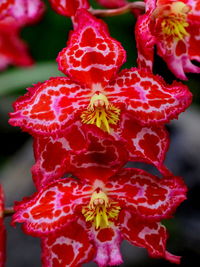 Close-up of red flowers